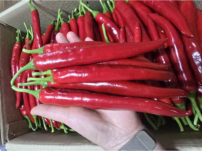 올푸름상회 국내산 물김치용 홍고추 상, 1개, 1kg