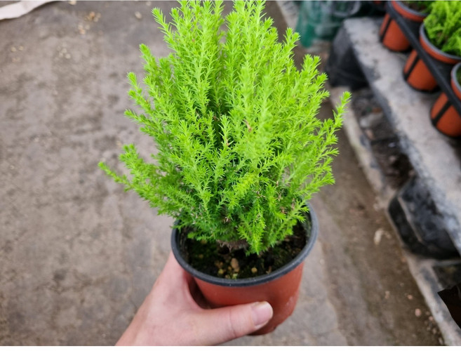 (떡잎상가) 귀요미 율마 향기좋아 힐링돼 5900원, 1개