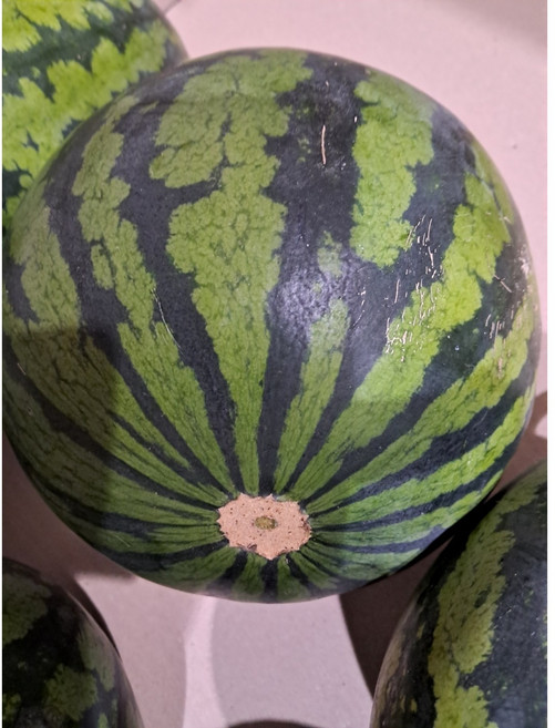 가정용 수박 (7~8kg), 1개, 7kg