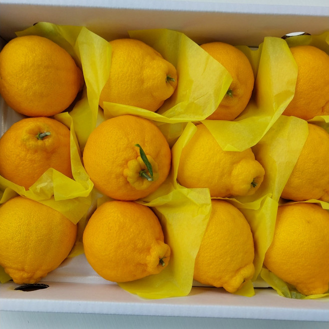 제주 한라봉 하우스 2kg 3kg 5kg 선물세트 달콤한 고급과일, 1개, 선물용 중대 2kg