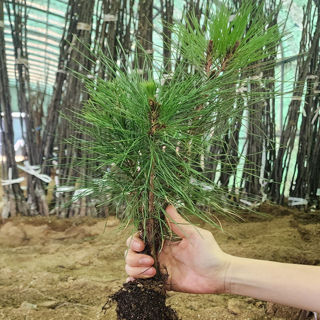 [경북농원] 적송 포트묘1-2년생 / 반송 접목묘1년생, 적송 실생1(20cm이상)  포트묘, 1개