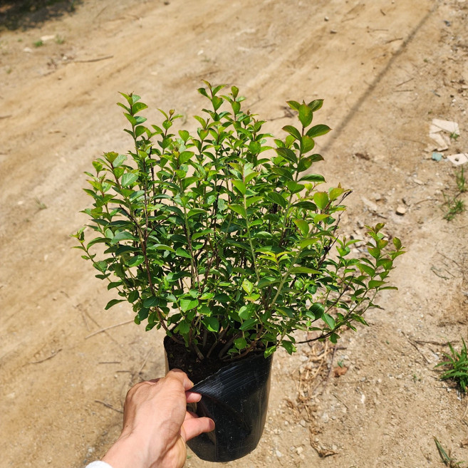 나무언니 배롱나무 묘목 미니백일홍 5치포트 개화주 여름꽃나무, 미니배롱나무, 3개