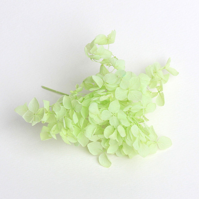 화연양화 프리저브드플라워 수국 1g 30색, 10 페일그린