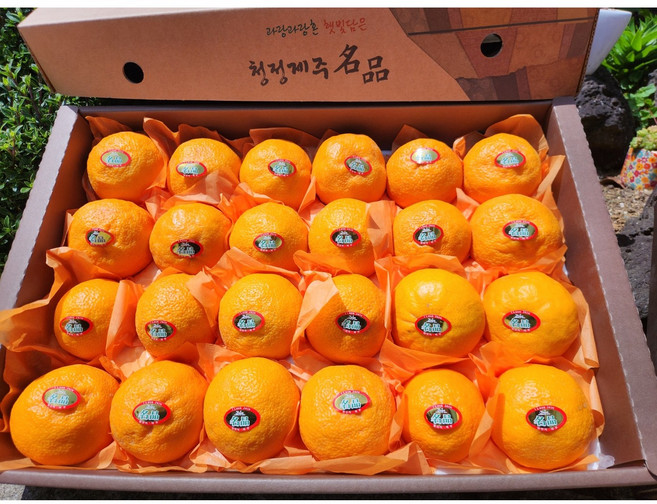 환불보장 고당도 프리미엄 카라향 선물, 1박스, 3kg