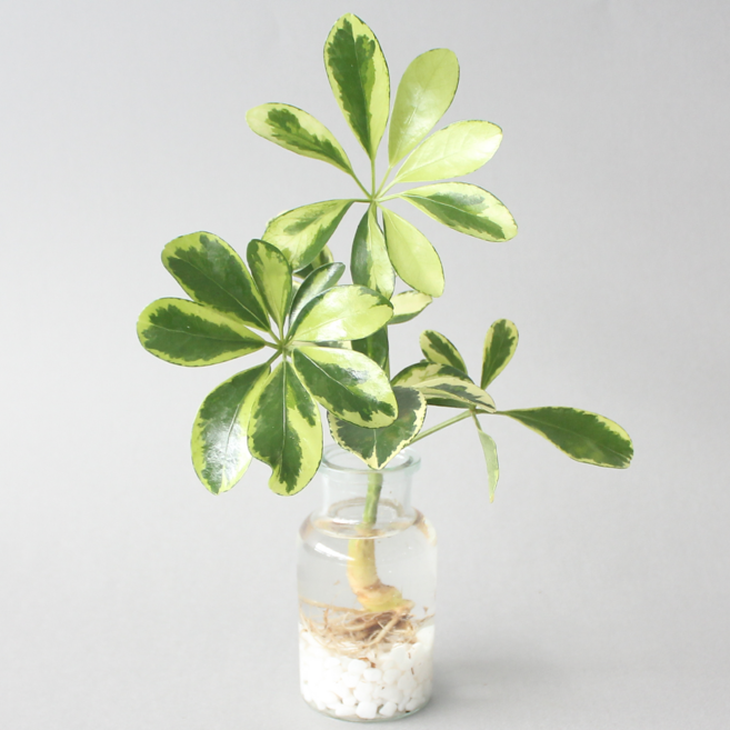 수경 재배 식물 무늬 홍콩야자 1p 실내 공기정화식물 플랜테리어, 식물+유리병+흰돌, 1개