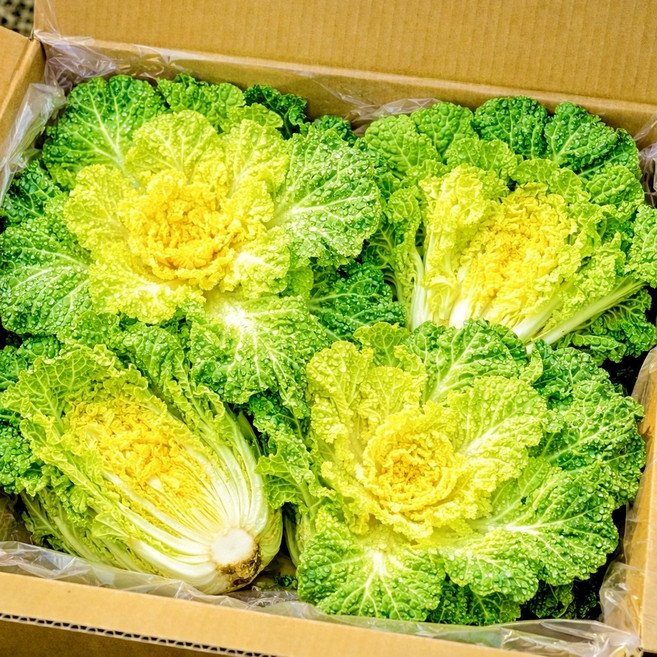 고소한 햇 봄동 알배기 봄동 비빔용, 1박스, 1kg