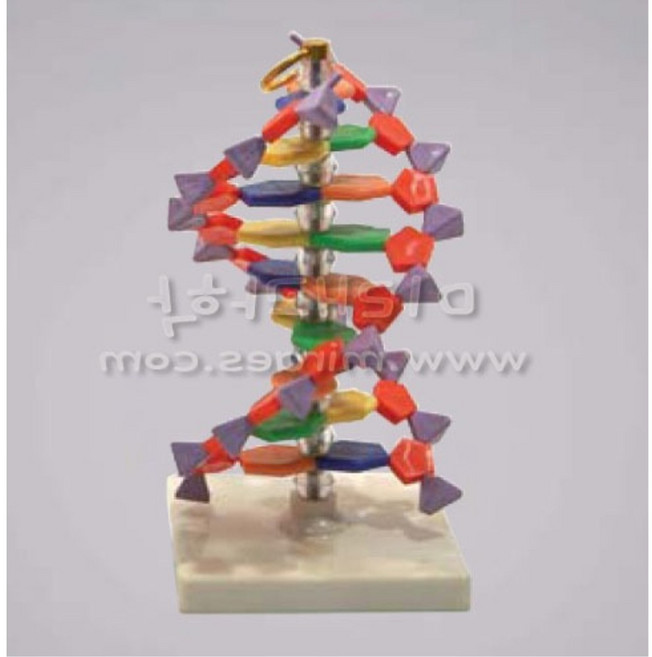 학교 생명과학기초 학습용 소형 DNA 분자모형 키트 관찰교구 돌봄교실 실험장치