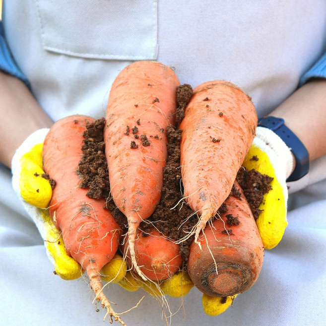 [농산물마루] 흙당근 구좌 제주 부산 산지직송, 1박스, 3kg (중상)