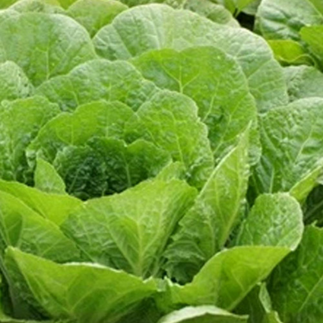 (가락시장까망콩)달고 고소한 쌈배추 1박스 1kg, 1개