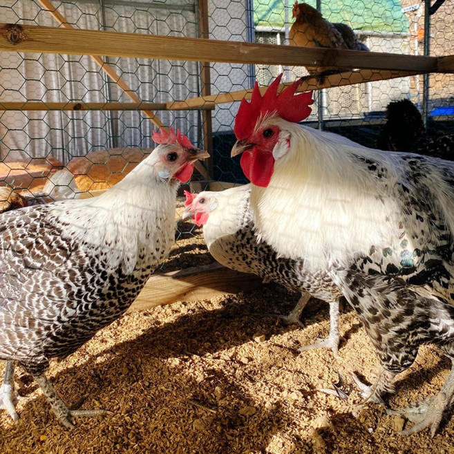 실버 브라켈 종란 분양 / 아름다운 외모의 중형닭 부화용 유정란 부화용알 병아리 부화 품종닭 관상닭 꽃닭, 10개