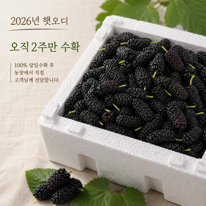 [단2주] 100%당일수확 건강한먹거리 뽕나무열매 오디, 1박스, 2Kg