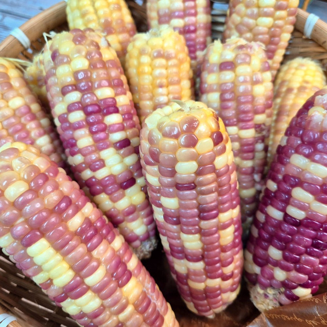 서건푸드 쫀득한 햇 홍찰 옥수수 특품, 1개, 5.7kg 30개입