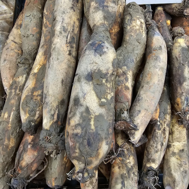 국내산 흙연근 피연근 당일수확 배송 싱싱한 햇연근 파지연근, 1개, 특품1KG