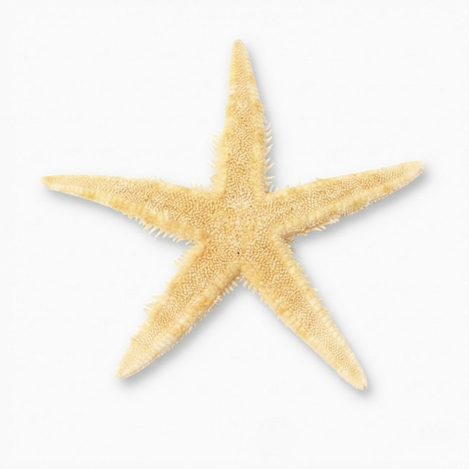 오꿈 조개모형 조개껍데기 100g, D47 불가사리 점보 (5입), 1개