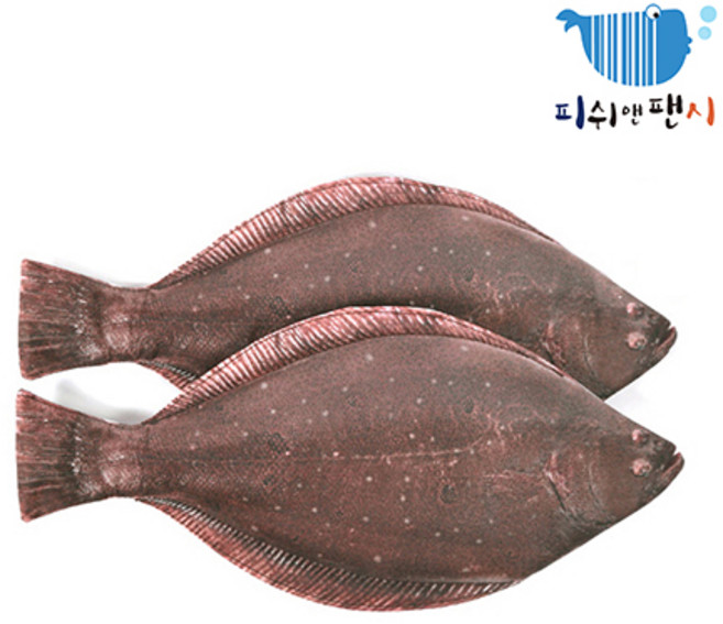 피쉬앤팬시 정품 광어필통 물고기필통 생선필통, 광어, 1개