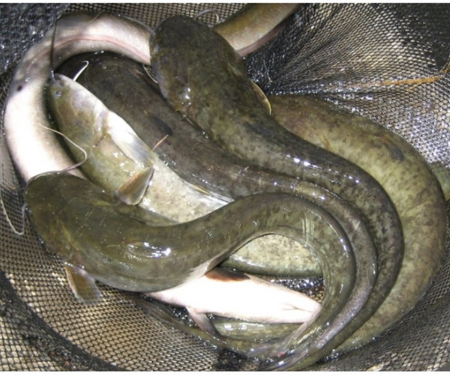 민물메기 1kg 메기탕 메기매운탕 매기 민물매기, 메기 1kg(2-3마리), 1개