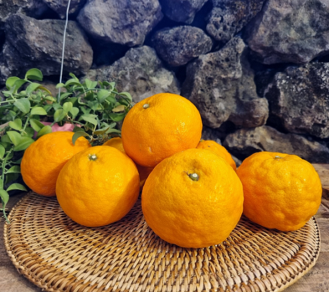 [제주위미농협] 카라향 5kg 10kg 12브릭스이상 귤로향 남진해 싱귤생귤, 10kg 로얄과(52-84과), 1개