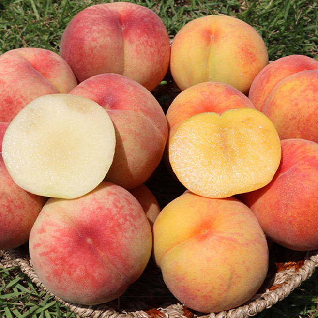 이천 장호원 명인 햇사레 고당도 황도/백도복숭아, 황도복숭아, 중과 3kg(13-15과), 1개