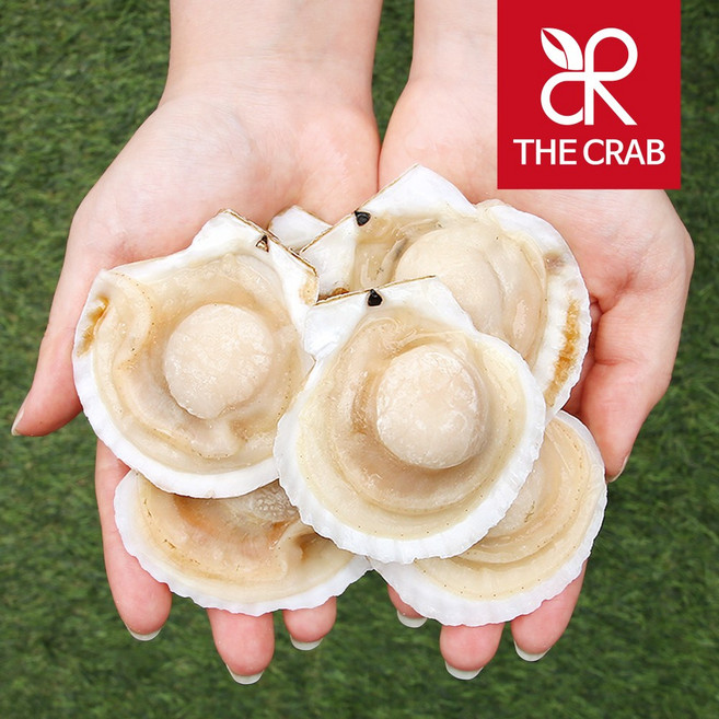 반탈각 가리비 180g 캠핑 조개구이 대왕 참가리비, 반탈각가리비 180g (7-8미), 1개