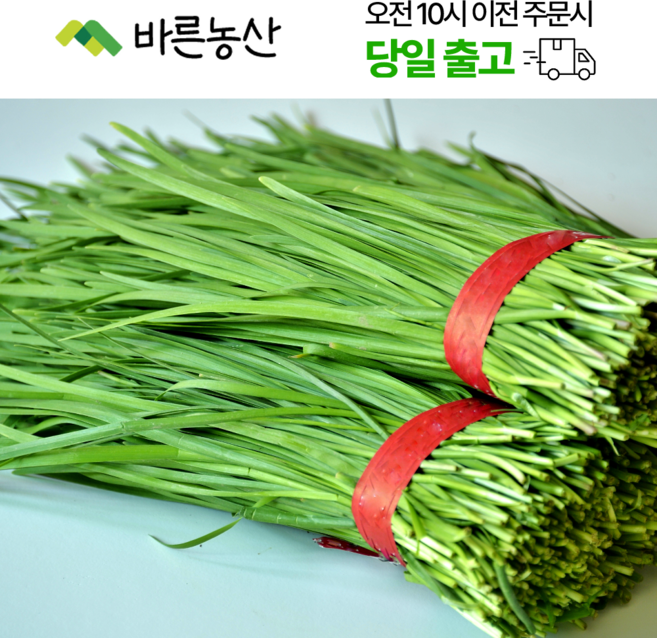 < 바른농산 > 당일수확 국내산 부추 묶음 (1단 500g), 1개, 500g