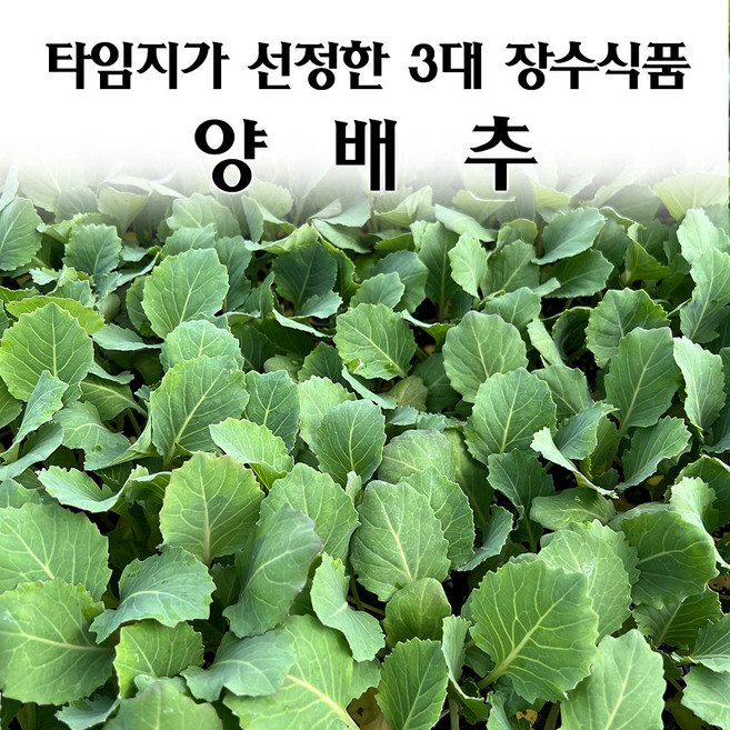 [모종심는아빠] 타임지가 선정한 서양3대 장수식품 양배추 모종, 모종36개, 1개