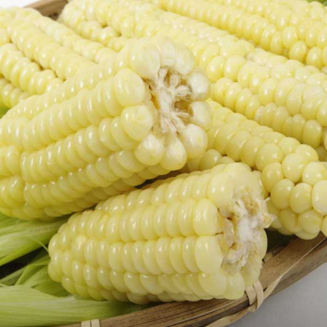 햇괴산 대학찰옥수수/냉동/산지발송, 10개, 2k, 냉동 생 괴산대학찰/껍질벗김