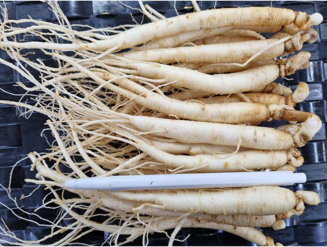 6년근실속형 삼계탕용A급 풍기인삼도매 1kg750g/500g 삼계인삼 무료세척산지직송무료, 500g, 1세트
