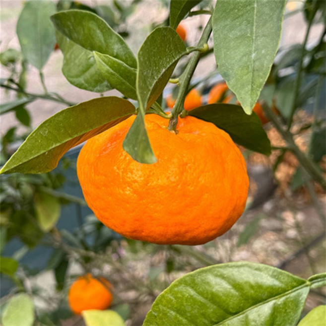 ALOHA-STORE 윈터프린스 중과 3kg 제주산윈터프린스