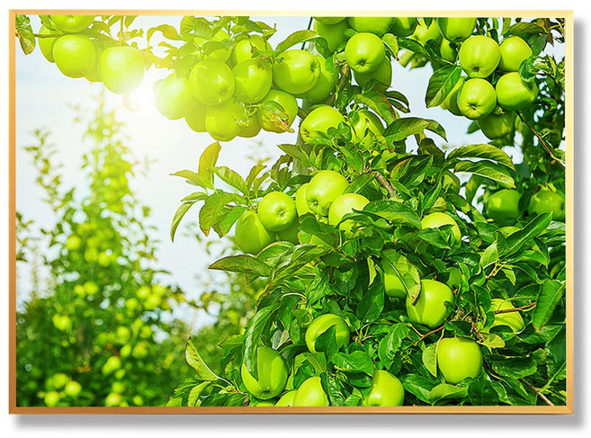 화색갤러리 풍수 인테리어 17사과 그림 액자 프리미엄 캔버스천으로 인화, 골드무광