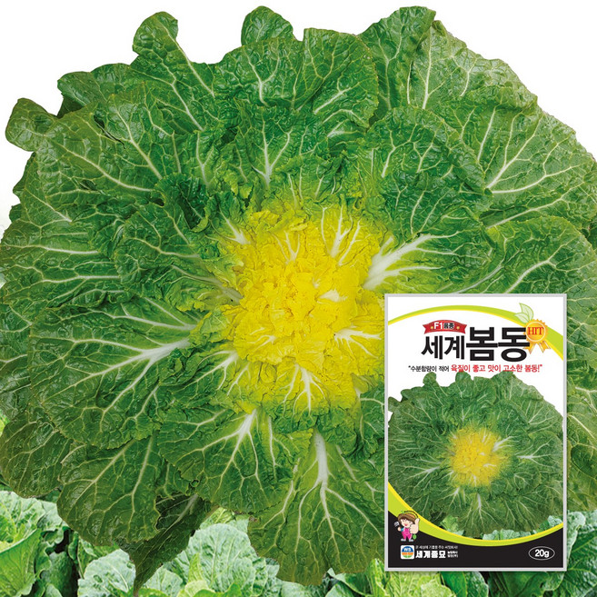 세계봄동배추 20g / 배추씨앗 배추종자