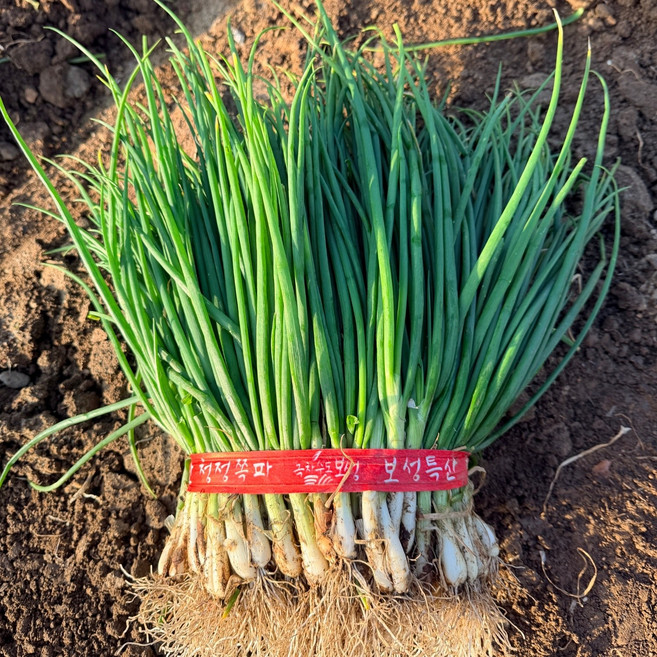 맛통령 국내산 흙쪽파, 1개, 1.5kg