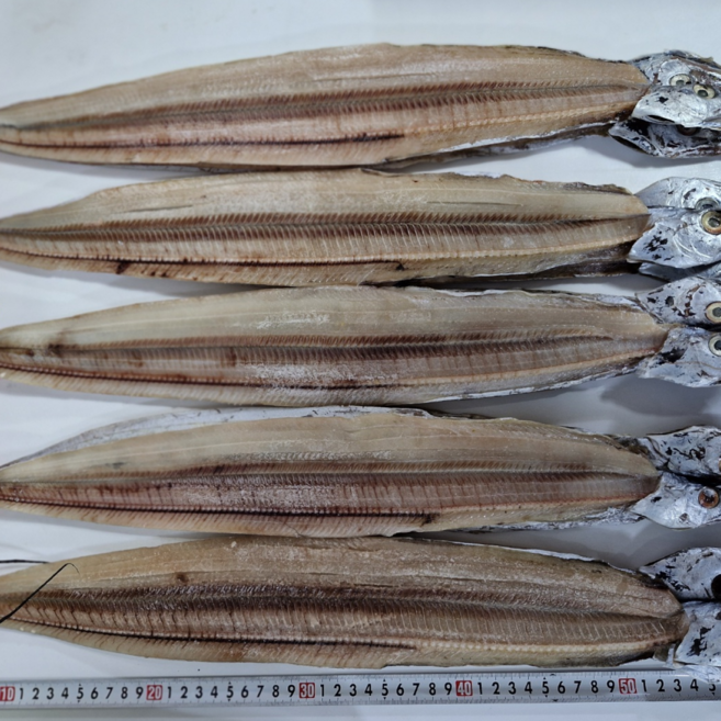 방금 조업한 싱싱한 포항 갈치, 1박스, 건갈치 1kg 9미