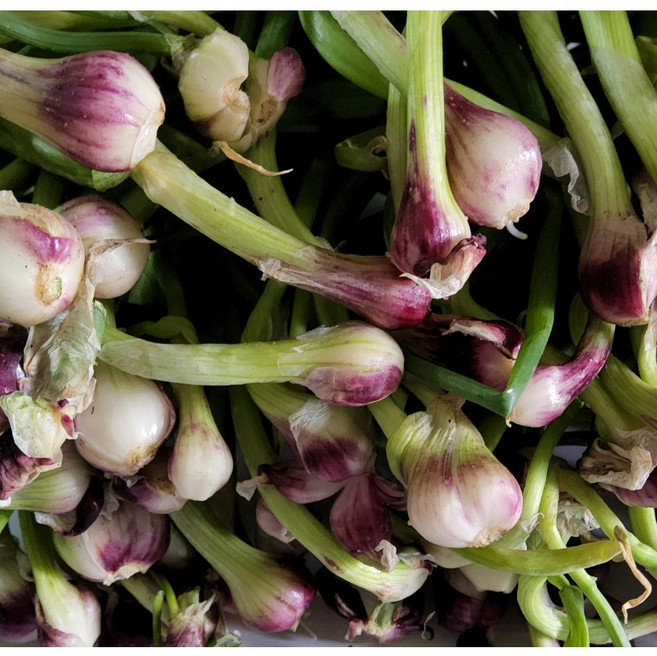 도시나무꾼 한번 심어서 평생 먹는 토종 대파 자색삼동파 주아 30개