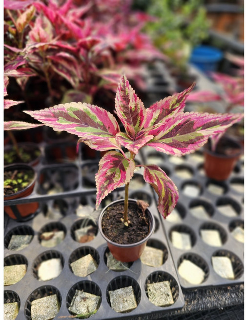 무배특가 플랜테리어 거실화분 콜레우스 올리브모자이크 소품 15-25cm 59