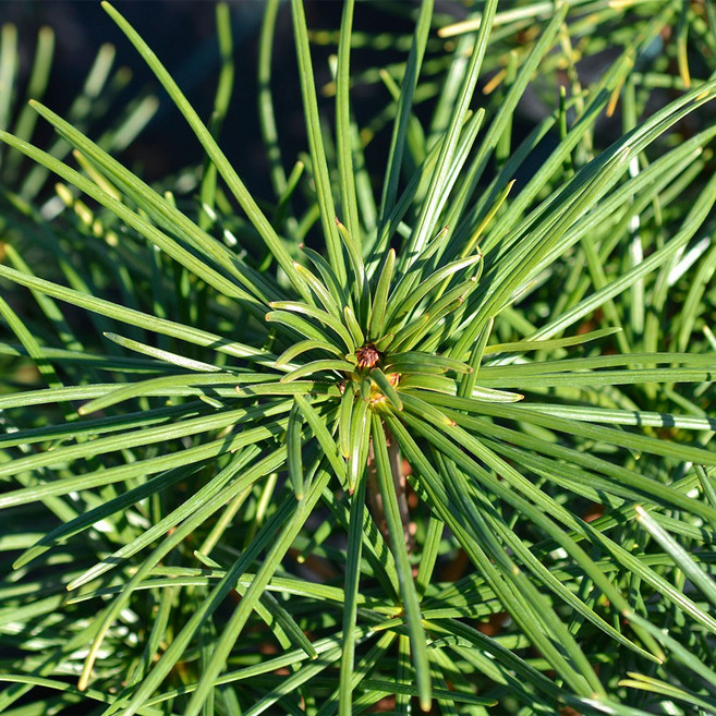 [충북농원] 금송나무 묘목 - 분묘 (용달비별도), H2.0/분 (용달비별도), 1개, H2.0/분 (용달비별도)