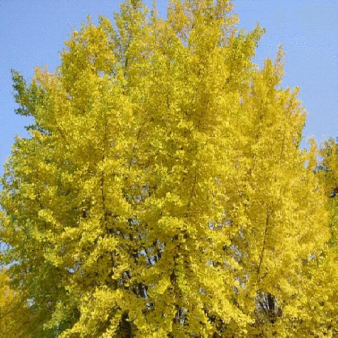 정원수/은행나무/실생4년(수고1M)5주묶음/묘목/e1214, 1개