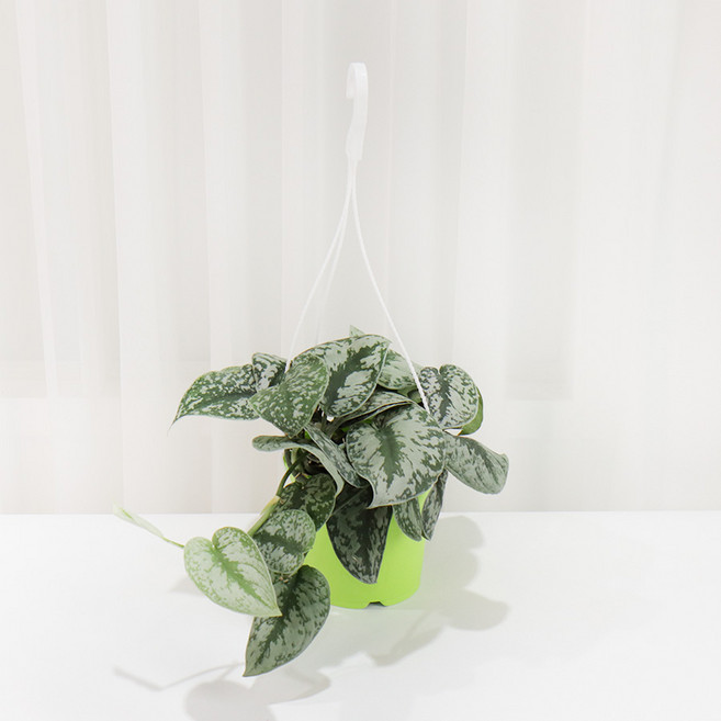 갑조네 엔젤스킨답서스(행잉)(중품) 실내 인테리어 공기정화 식물, 1개