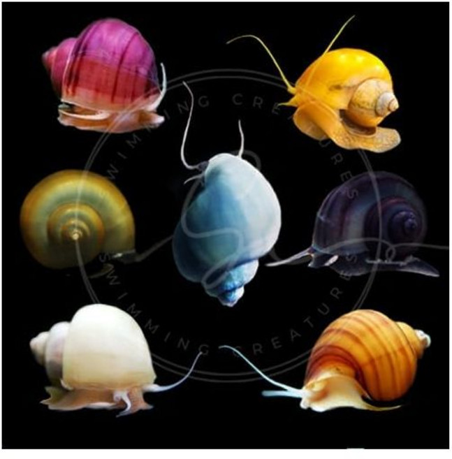 수영 생물 다양한 미스터리 달팽이 (10팩) 민물 살아있는 수족관 달팽이 100% 도착 보장, 수영 생물 다양한 미스터리 달팽이 (10팩) 민물 살아