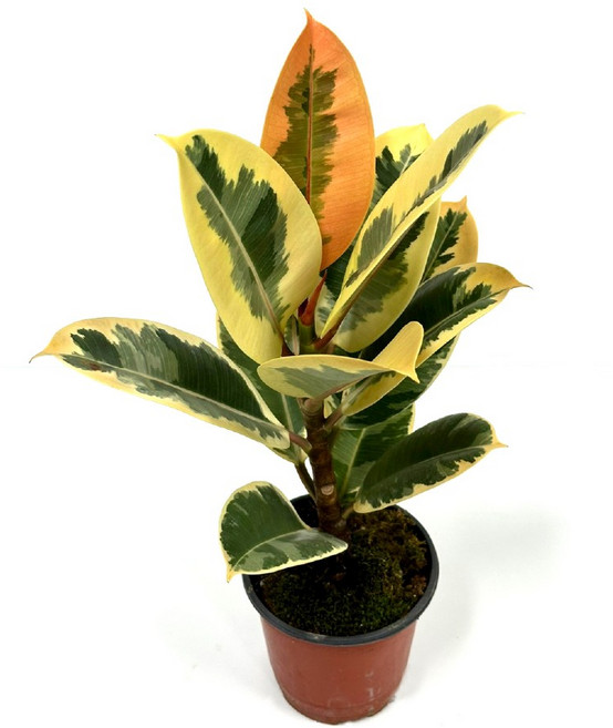 감동샵 무늬 예쁜 공기정화식물 6종 오로라 엔젤 사파이어 수채화고무나무 수박페페 슈퍼바, 1개