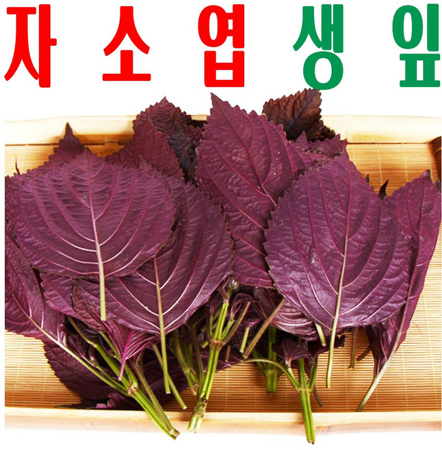 자소엽/ 자소엽잎/ 매실장아찌 우매보시 재료/ 청정수 재배 차즈기잎/ 미산농장/ 100g, 자소엽(차조기)생잎 100g X1봉, 1개