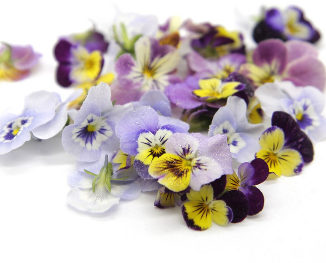 푸레아 식용꽃 제철 비올라꽃 혼합 100송이, 1개, 비올라꽃 혼합 100송이 1개