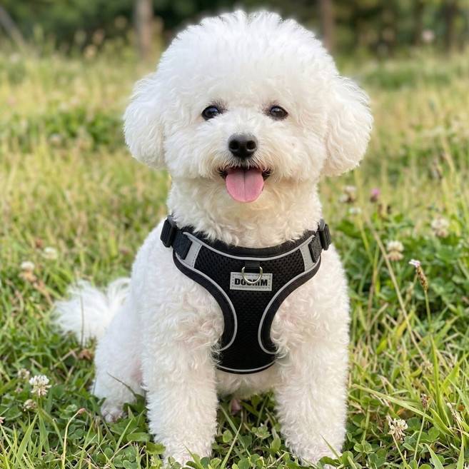 디아쿠아 야광 빛반사 메쉬 강아지 하네스 리드줄 세트, 블랙