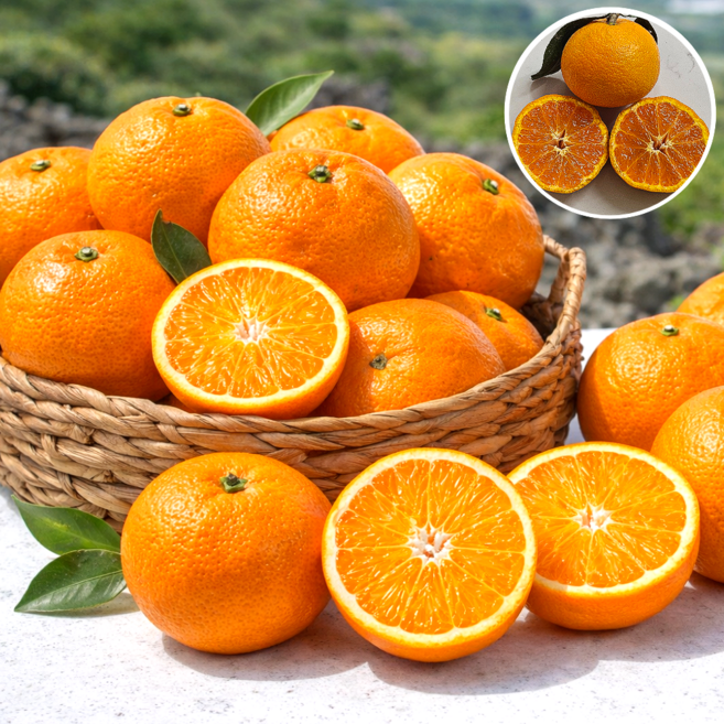 [산지직송] 제주 고당도 카라향 선물용 봄귤 남진해 귤 만감류, 1개, 3kg (소과)