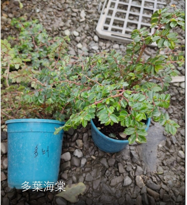 花花世界 多葉海棠 5吋盆 高15-25公分 居家綠化襯景植物, 1個