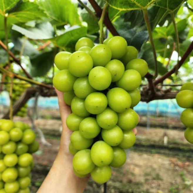 명품 안성 포도 달콤한 샤인머스캣 4kg 선물세트 [원산지:국산(경기도 안성시)], 1박스