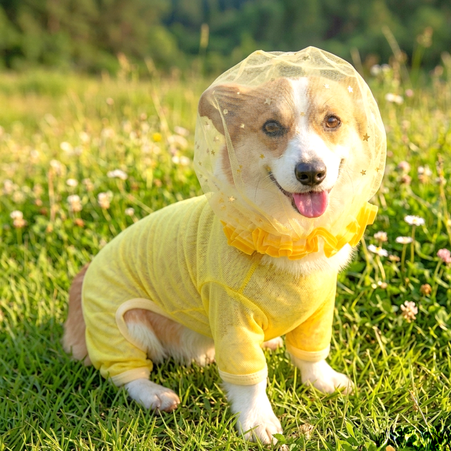 강아지옷 올인원 해충방지 망사 버그가드 얼굴망 세트, 1개, 옐로우