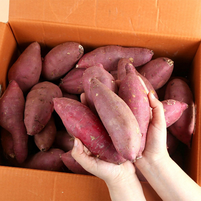 [농부마음] 품질인증 햇 꿀 밤고구마 세척고구마, 10kg(한입), 1박스