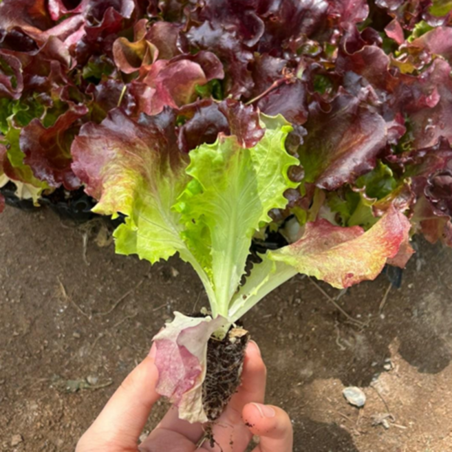 상추모종 꽃상추 국내산 28포기, 28개