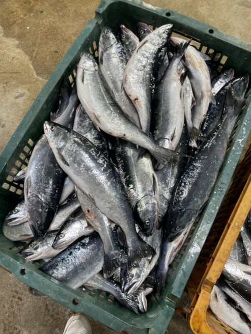 서두르지않으면 품절 자연산 반건조 바다송어 중 1미 맛있는데에는 이유가잇겟죠, 1개, 1없음