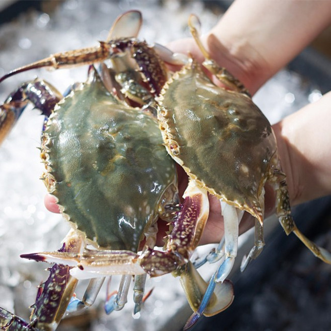 당일조업 신선도A급 가을꽃게 태안 서해안 활꽃게 생물꽃게, 1개, [신선급냉]대짜 암꽃게1kg(3-4미)